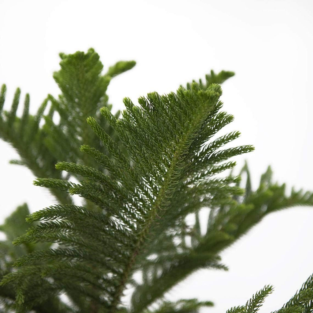 Norfolk Island Pine Live Plant, 3G Pot, Pack of 2 T246934
