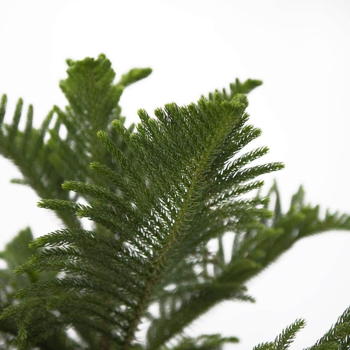Norfolk Island Pine Live Plant, 3G Pot, Pack of 2 T246934