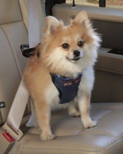 Blue Small Dog Car Safety Harness U603