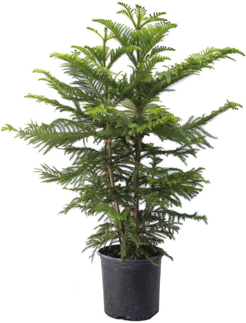 Norfolk Island Pine Live Plant, 3G Pot, Pack of 2 T246934