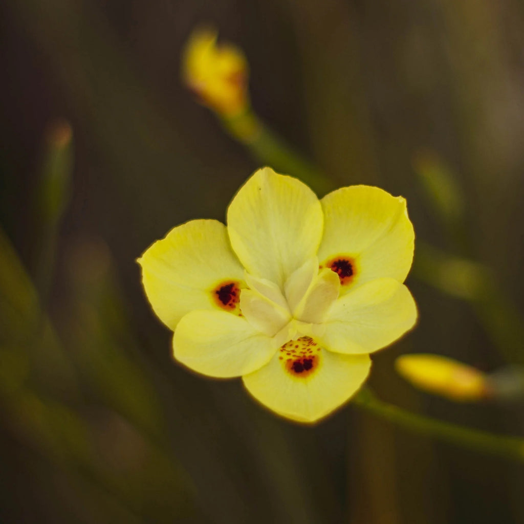 Yellow Blooming Evergreen Perennial Outdoor Plant J12277