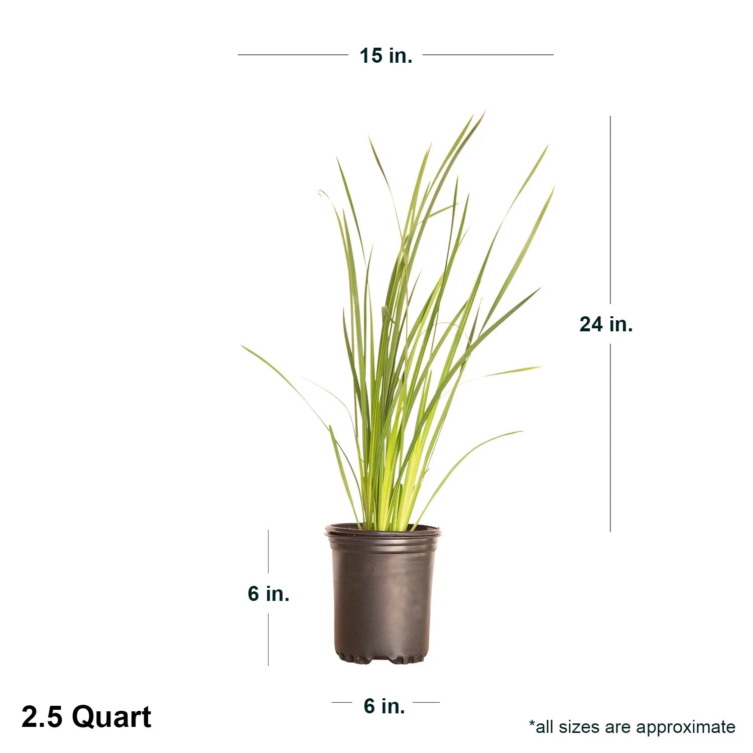 Yellow Blooming Evergreen Perennial Outdoor Plant J12277