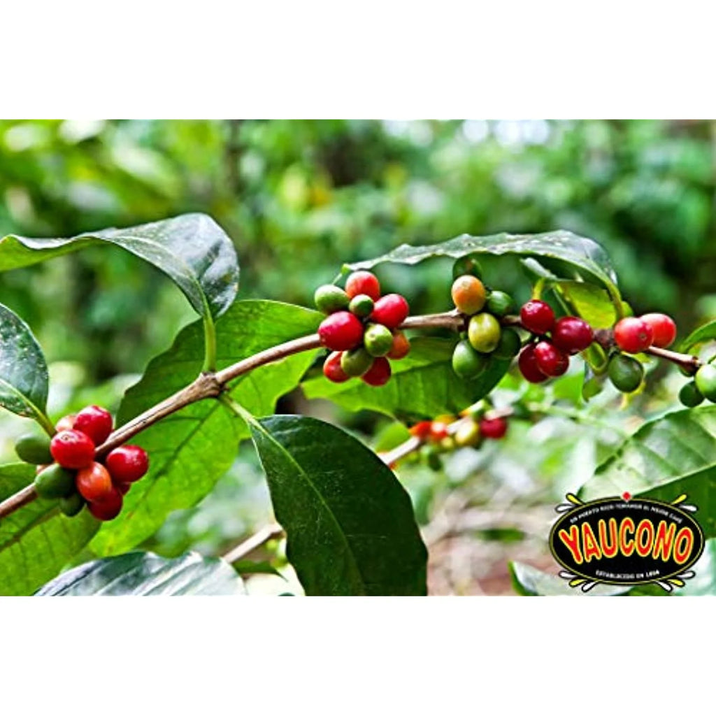 Whole Bean Coffee In Bag, 2 Pound F345780