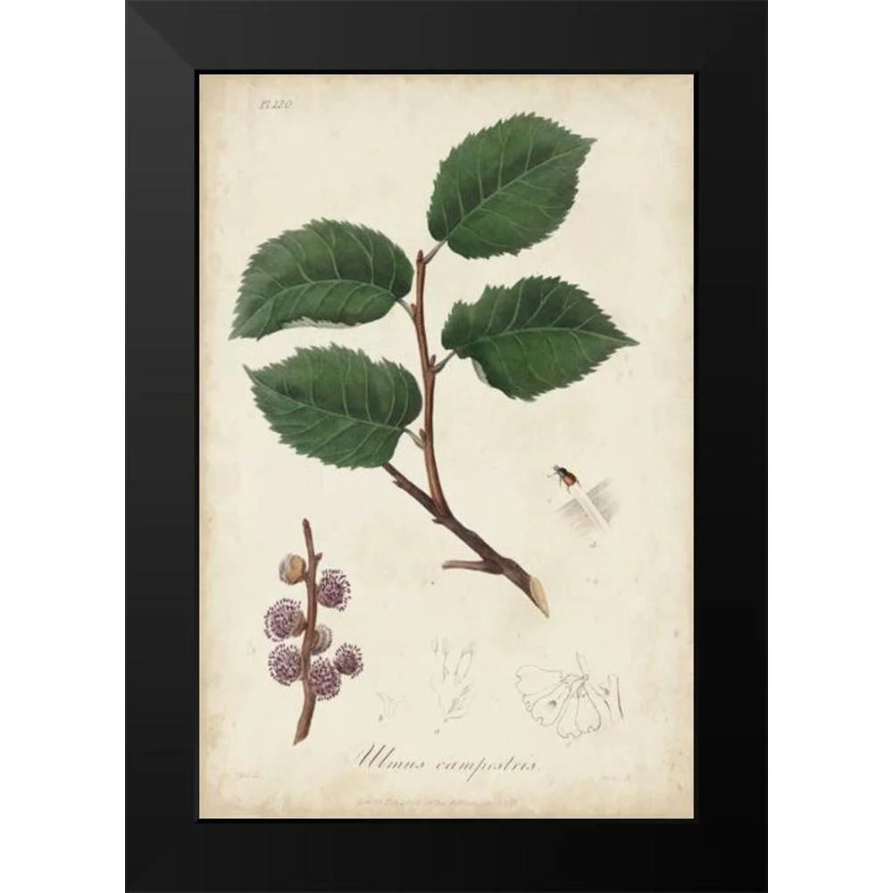 Medicinal Botany III Framed Art Print G336506
