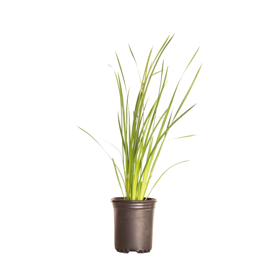 Yellow Blooming Evergreen Perennial Outdoor Plant J12277