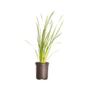 Yellow Blooming Evergreen Perennial Outdoor Plant J12277