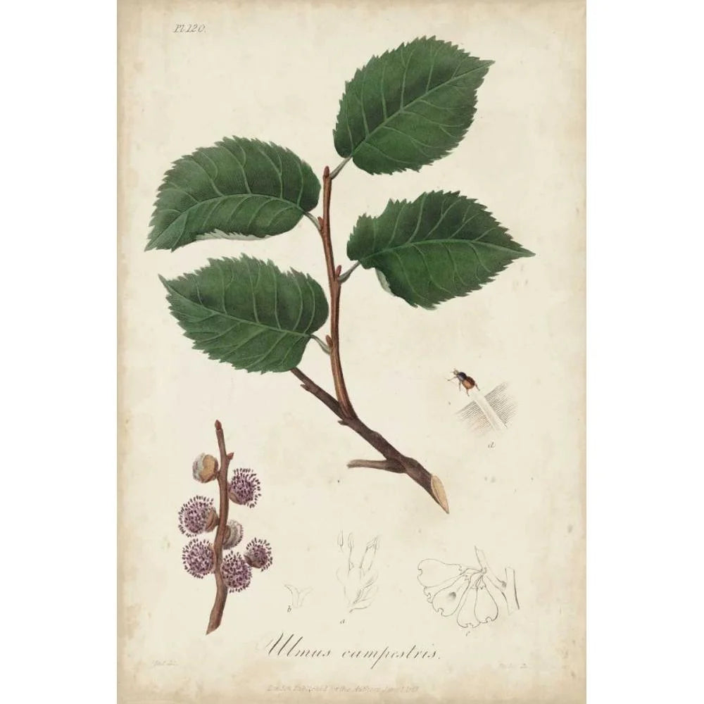 Medicinal Botany III Framed Art Print G336506